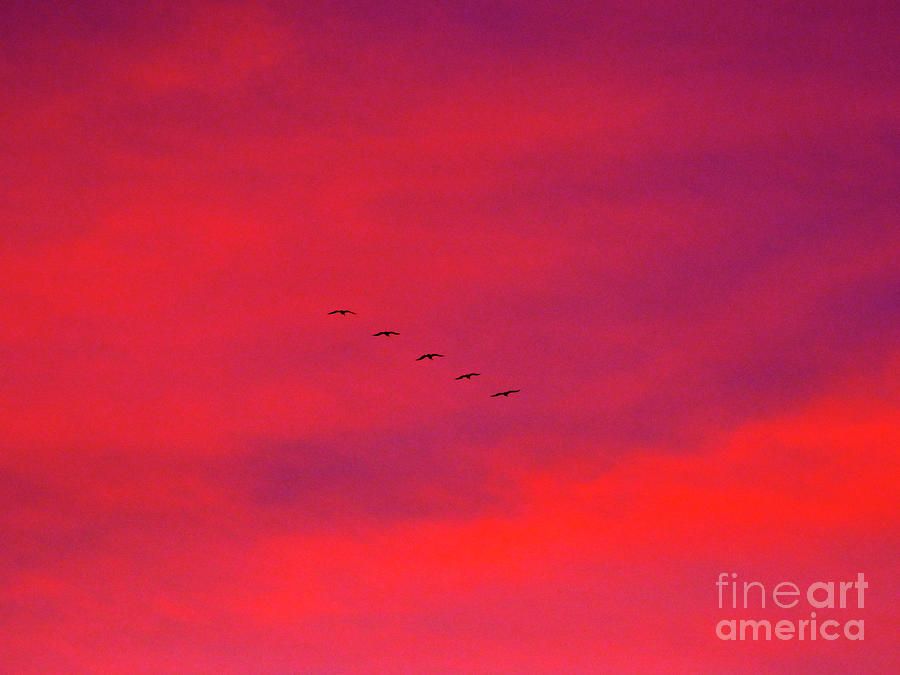 Sunset Flight Photograph