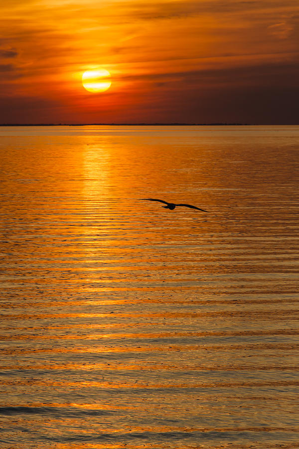 Sunset Flight Photograph by Oscar Gutierrez