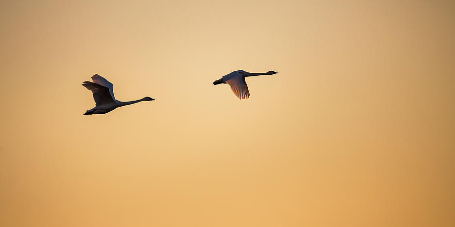 Sunset Flight Photograph by Penny Meyers