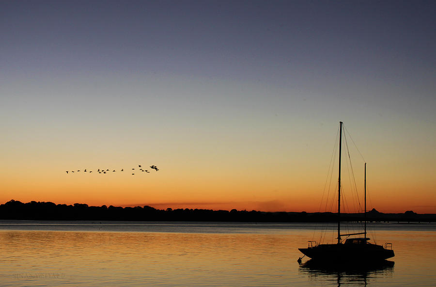 Sunset Flight Photograph by Susan Vineyard