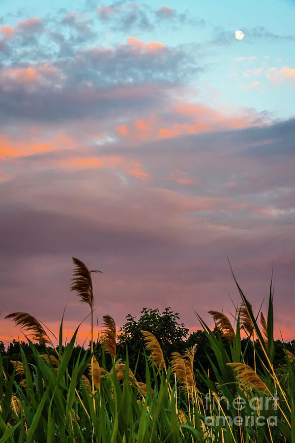 Sunset Flora Photograph by Joann Long