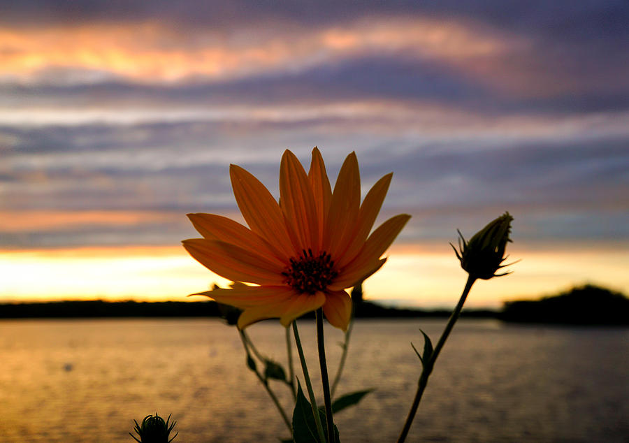 Sunset Flower Photograph by Lilia S