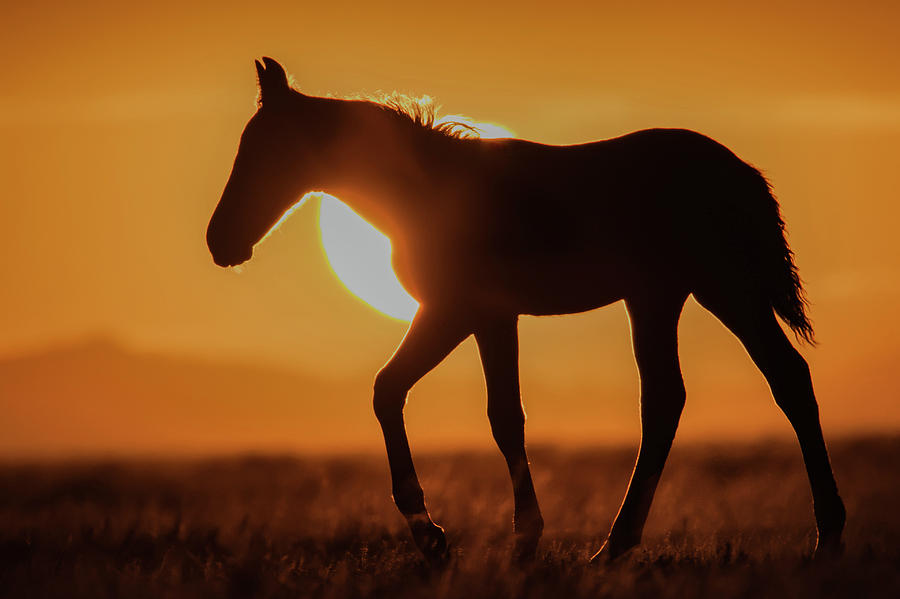 Sunset Foal Photograph by Kent Keller