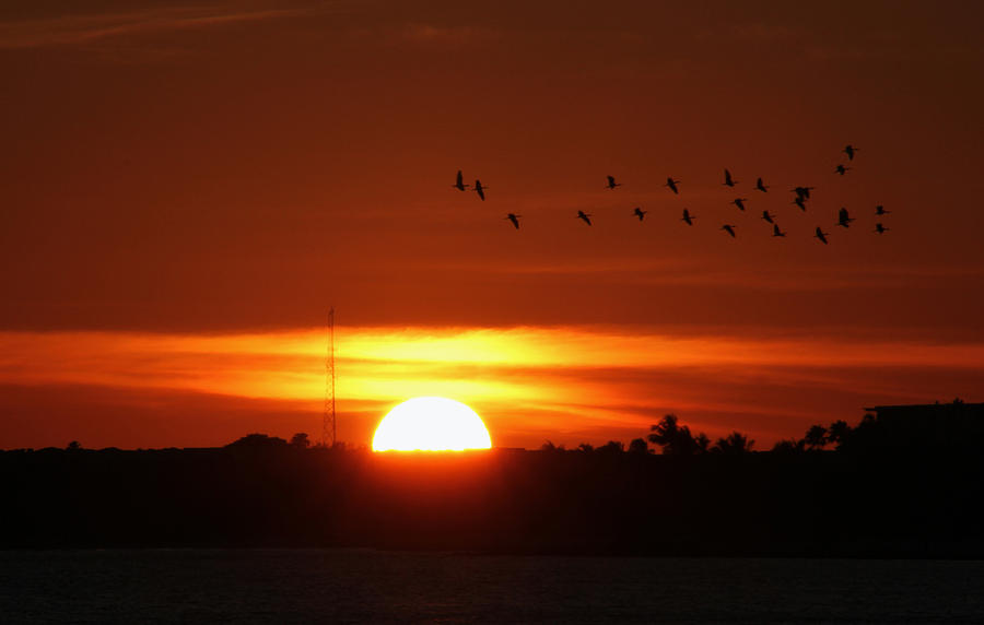Sunset for the Birds Photograph by Bob Slitzan