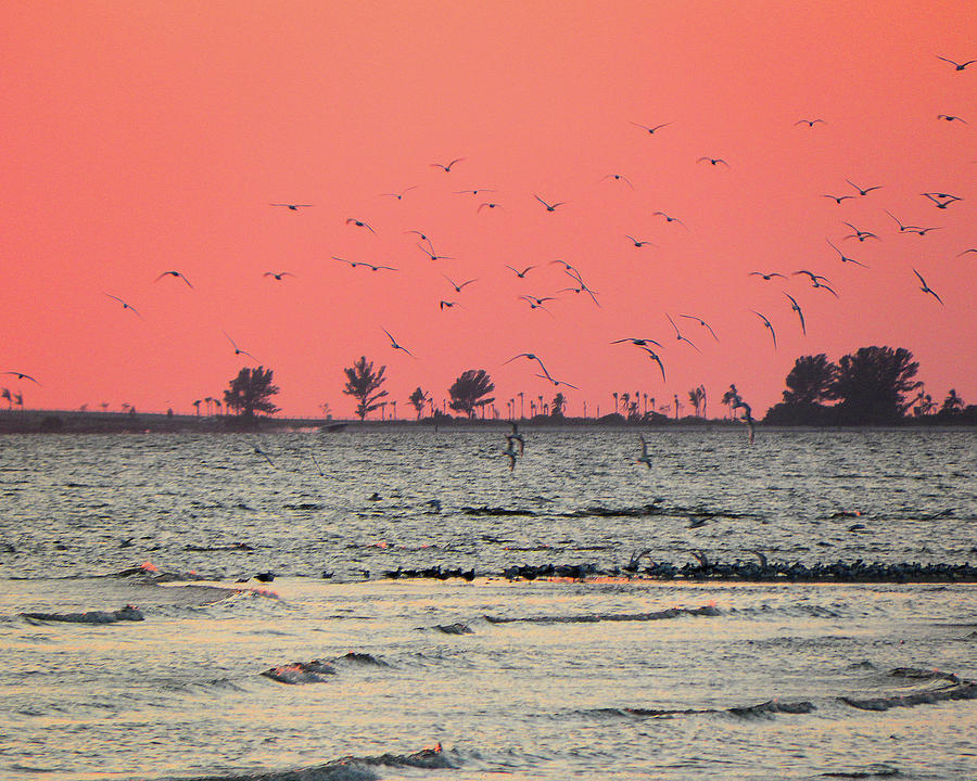 Sunset for the Birds Photograph by Rosalie Scanlon
