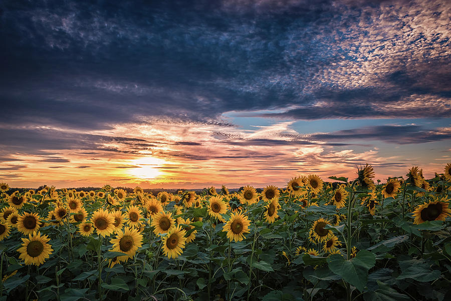 Sunset for Wishes Photograph by Kim Carpentier - Fine Art America