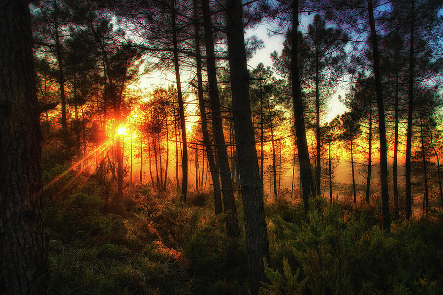 forest at sunset