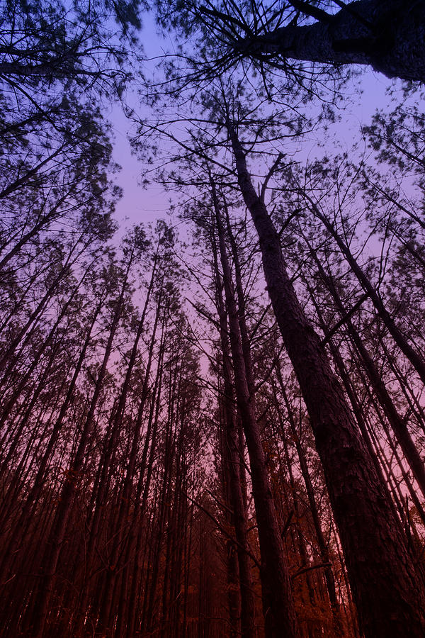 Sunset Forest Photograph by M K Miller