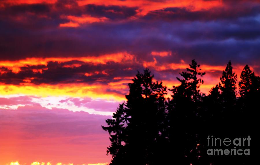 Sunset Photograph - Sunset Forest by Nick Gustafson