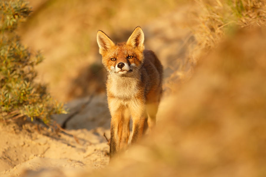 Mammal Photograph - Sunset Fox Cub by Roeselien Raimond