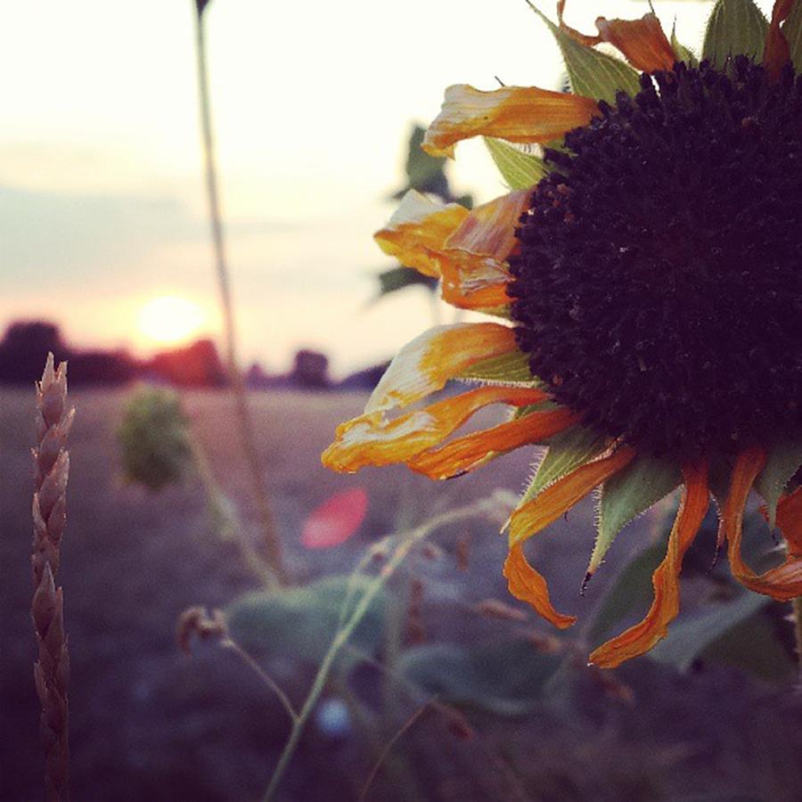 Sunset Photograph - Sunflower by Kat Couch