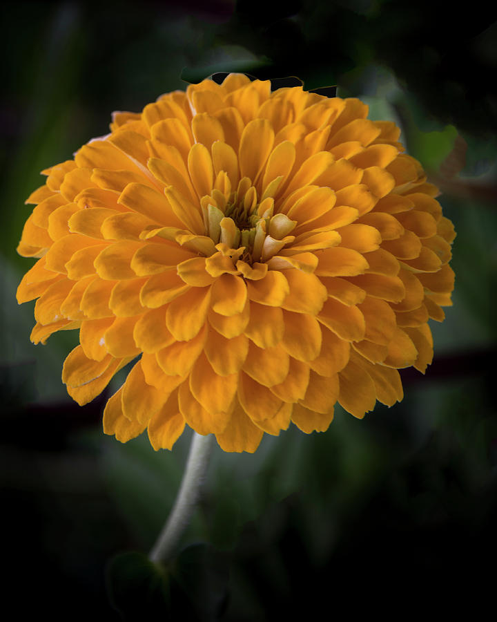 Gerber Daisy - Happy Birthday Photograph by Connie Mitchell - Fine