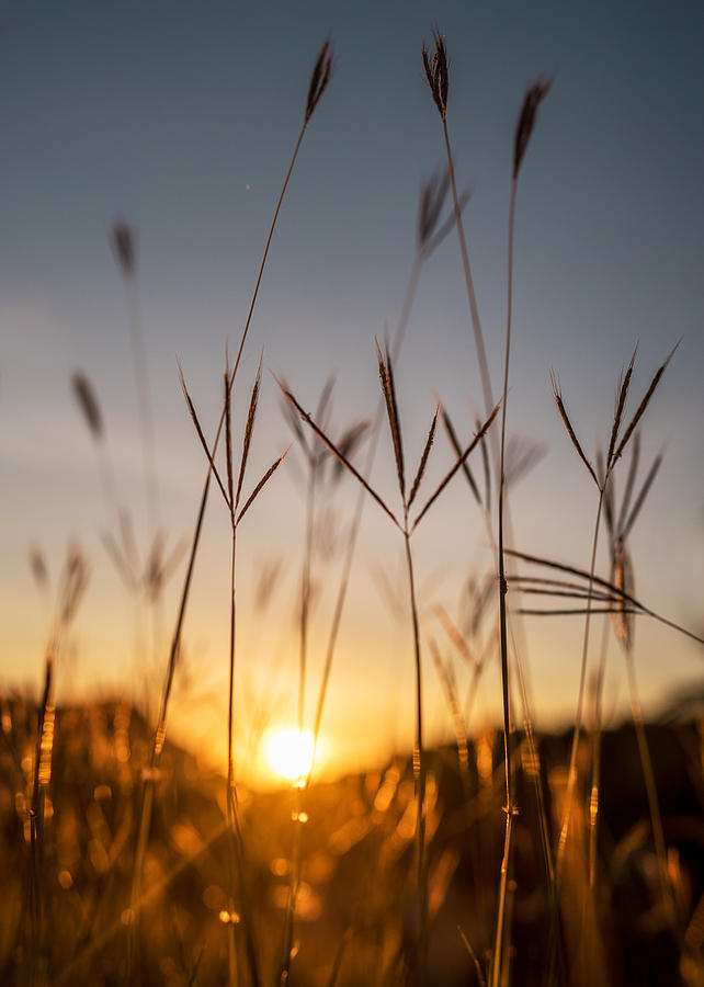 Sunset Grass by Daniel Marcion Sunset Grass by Daniel Marcion