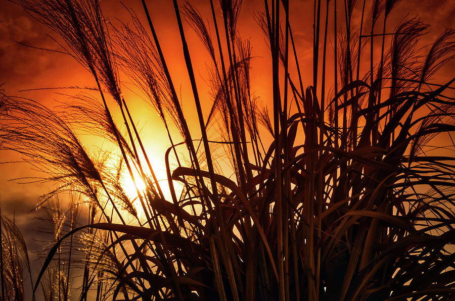 Sunset Grass Photograph by Jim Love