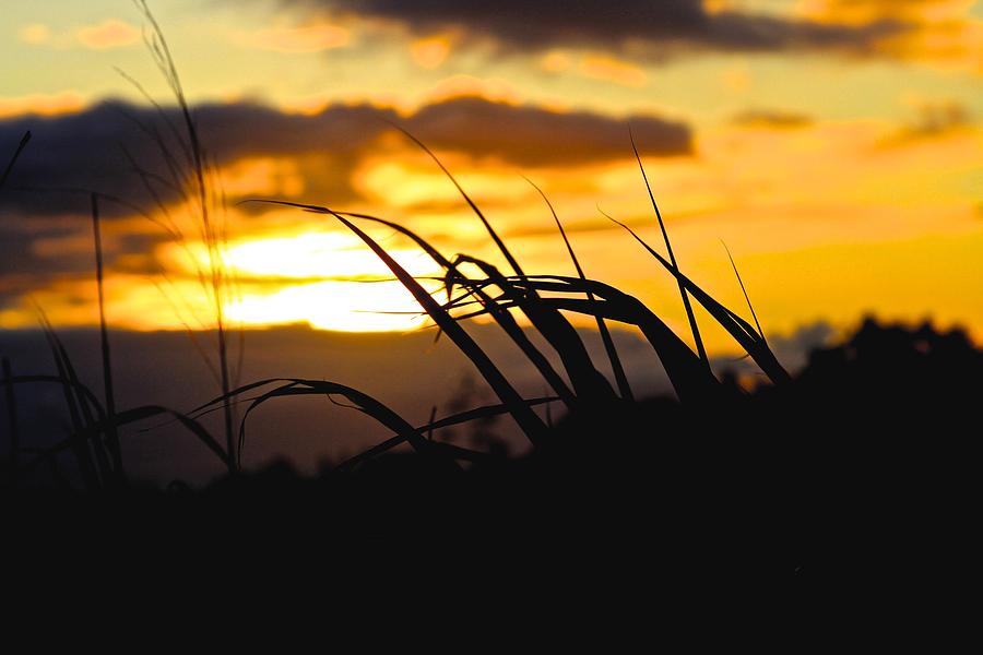 Sunset Photograph - Sunset grass by Mele Jean Willow