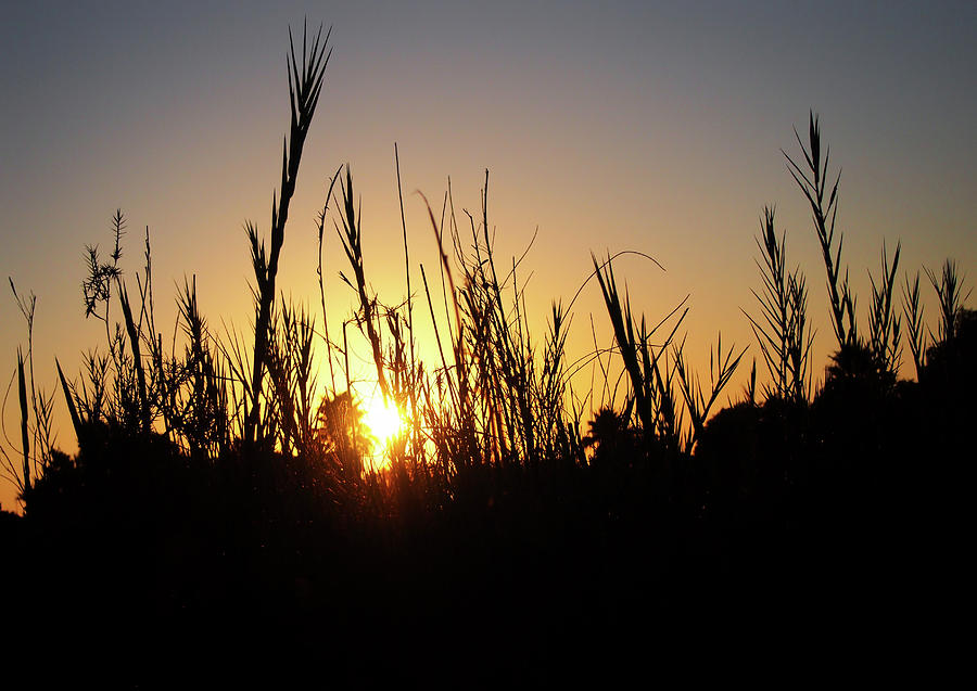 Sunset Grass Photograph by Philip Openshaw