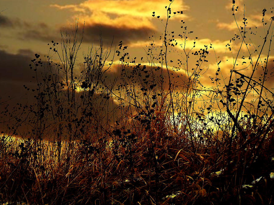 Sunset Photograph - Sunset Grasses by Julie Hamilton