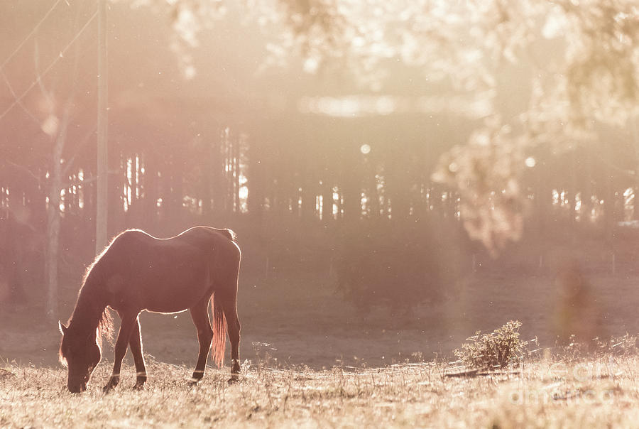 Sunset Graze Photograph by Andrea Anderegg