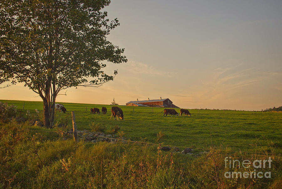 Cows Photograph - Sunset Grazing by Diana Nault
