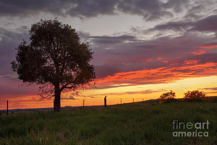 Sunset Greenthorpe Australia Photograph