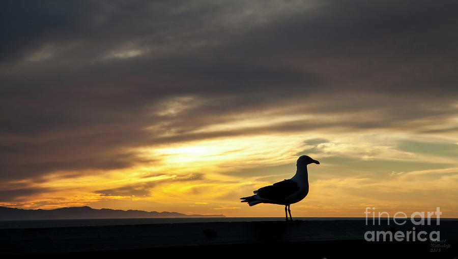 Sunset Photograph - Sunset Gull Silhouette by David Millenheft