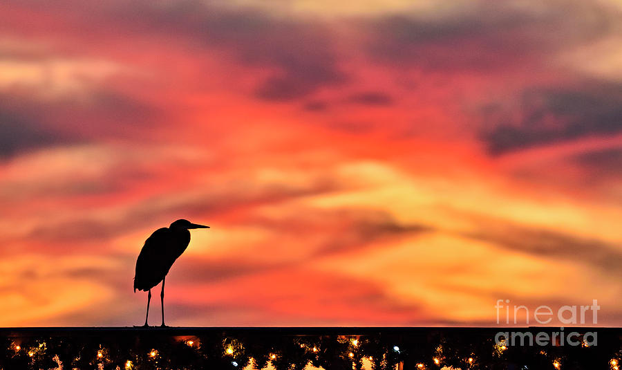 Sunset Heron Photograph by DJA Images