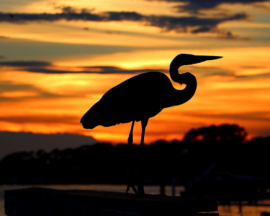 Sunset Heron Photograph by Larry Beat