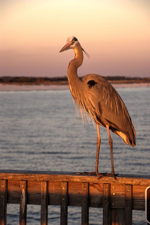 Sunset Photograph - Sunset Heron by Paul Lindner