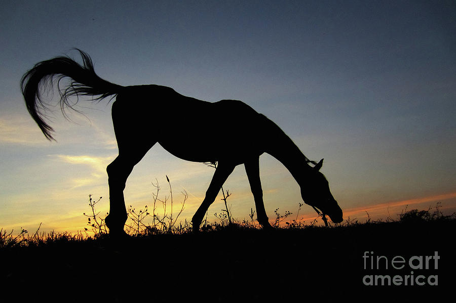 Sunset Horse Photograph by Dimitar Hristov