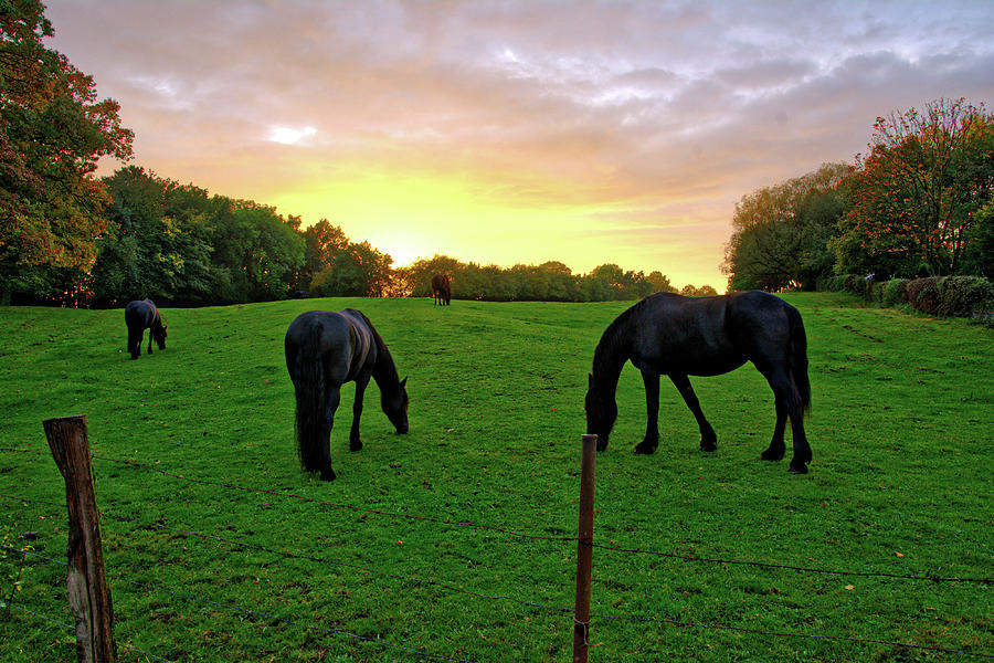 Sunset horses Photograph by Ingrid Dendievel