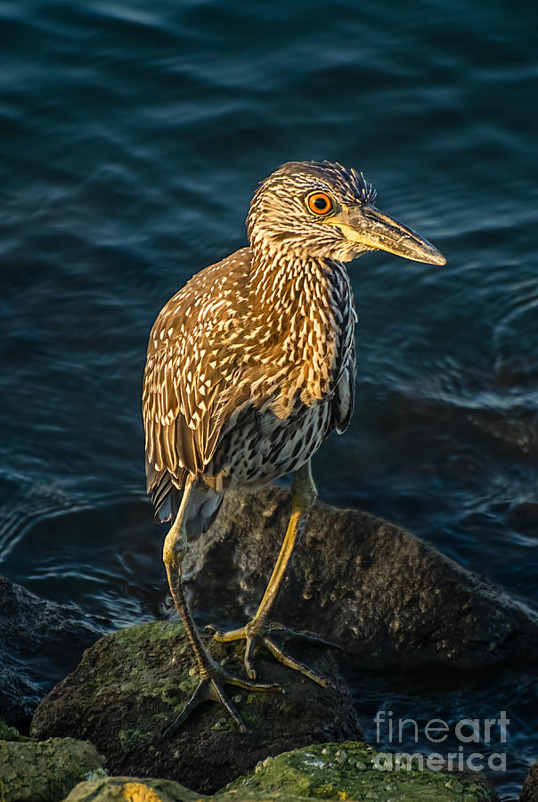 Heron Photograph - Sunset Hunter by Tim Sevcik