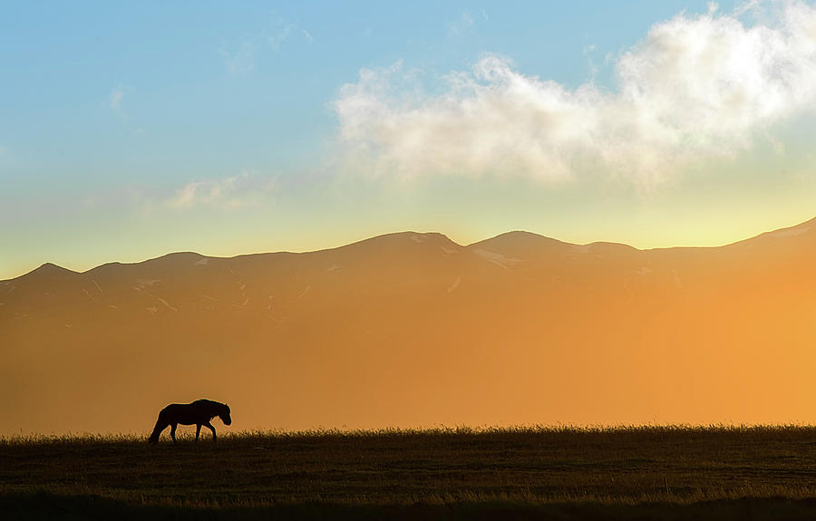 Iceland Photograph - Sunset Icelandic Horse Silhouette by Dave Dilli
