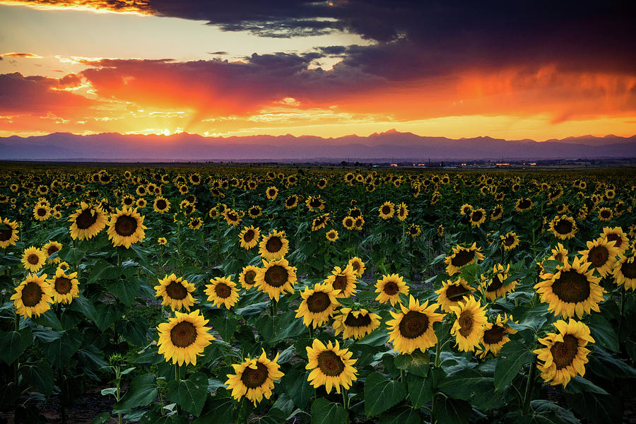 Sunset In Colorado Is Paradise Photograph by John De Bord