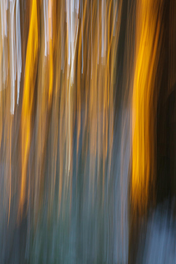 Abstract Photograph - Sunset in forest by Davorin Mance