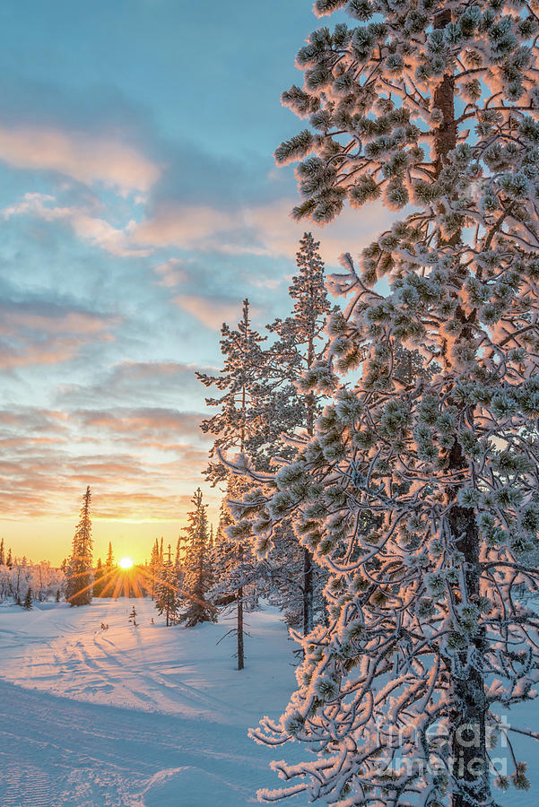 Snowy landscape at sunset in Lapland Photograph by Delphimages Photo Creations