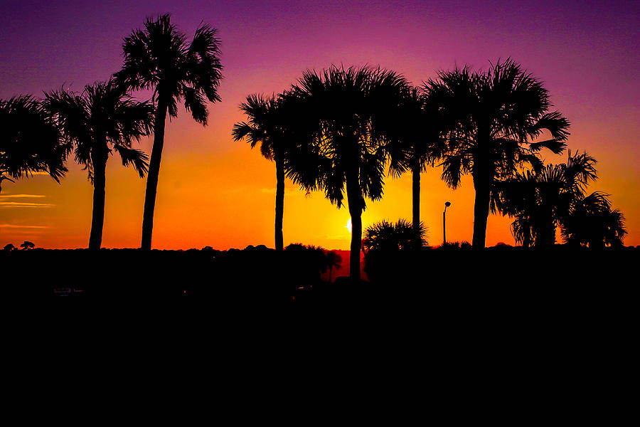 Sunset in Palms Photograph by Artsy Gypsy