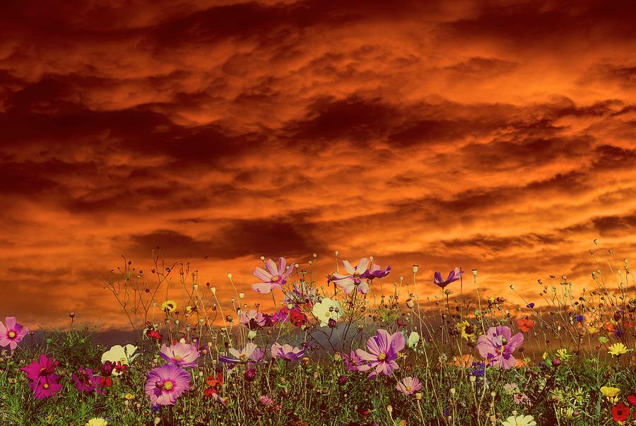 Flower Digital Art - Sunset In Summer by Christine Lake