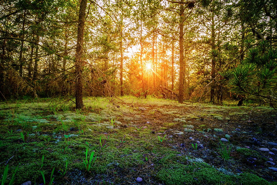 Sunset in the forest Photograph by Alexey Stiop