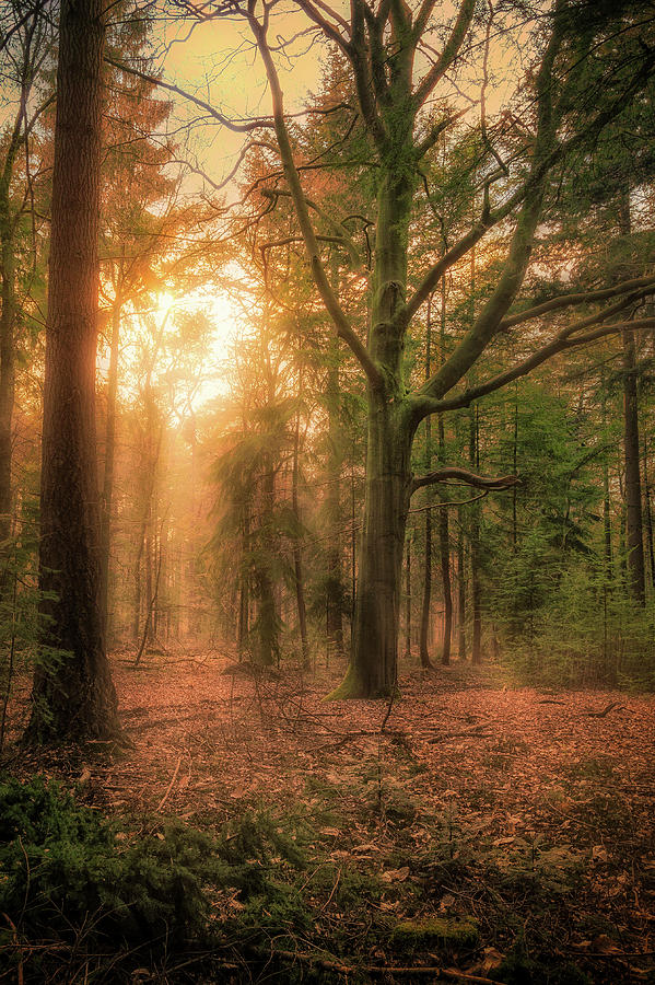 Sunset in the forest Photograph by Tim Abeln