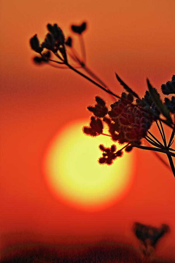 Sunset in the Meadow Photograph by Daniel Koglin