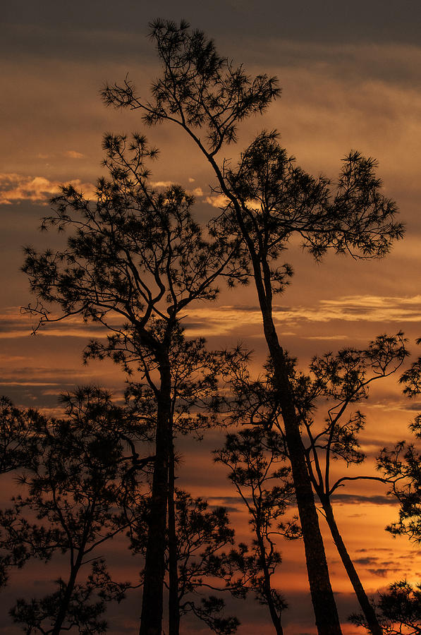 Sunset in the Pine Woods Photograph by Mitch Spence