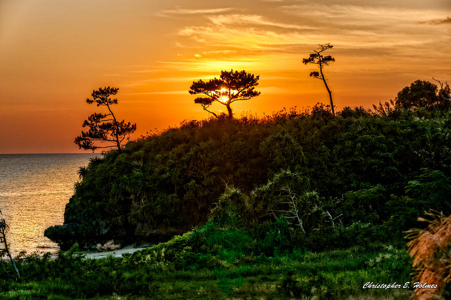 Sunset in the Tree Photograph by Christopher Holmes