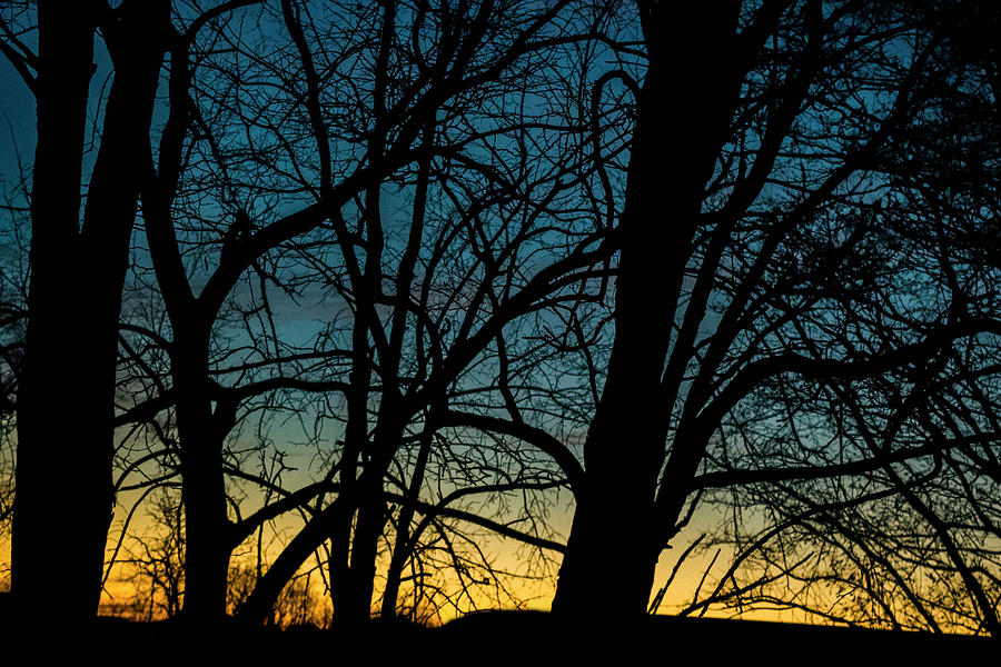 Sunset In Trees Photograph