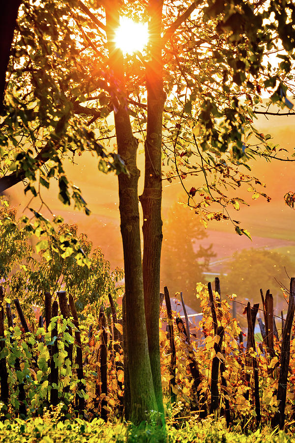 Sunset in vineyard through tree vertical view Photograph by Brch Photography