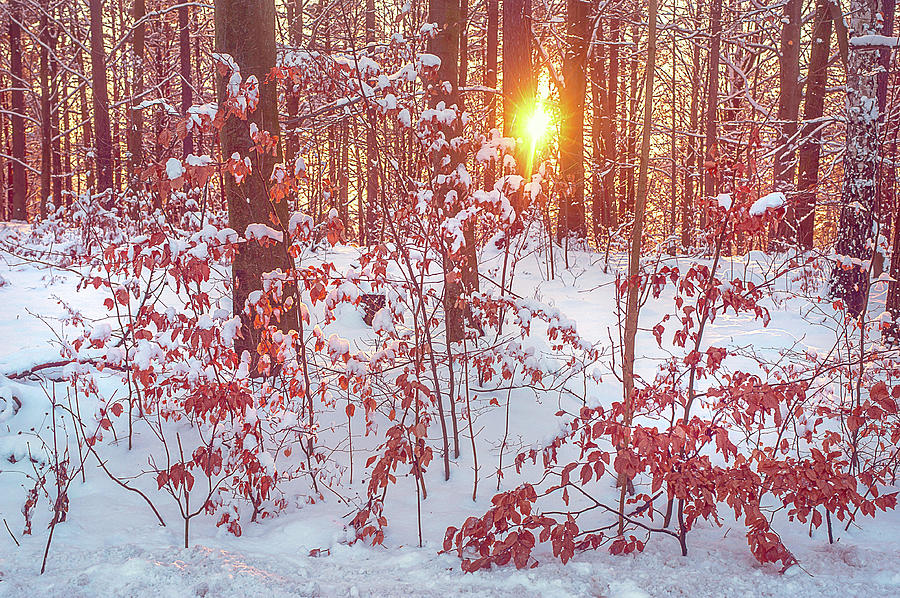 Sunset in Winter Forest Photograph by Jenny Rainbow