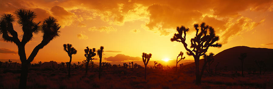 Sunset Photograph - Sunset, Joshua Tree Park, California by Panoramic Images