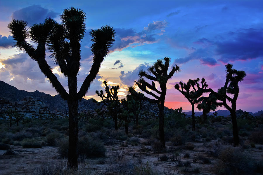 Sunset Joshua Trees Photograph by Kyle Hanson