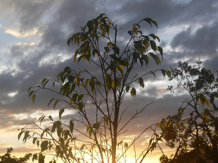 Sunset Leaves 3 Photograph by Padamvir Singh