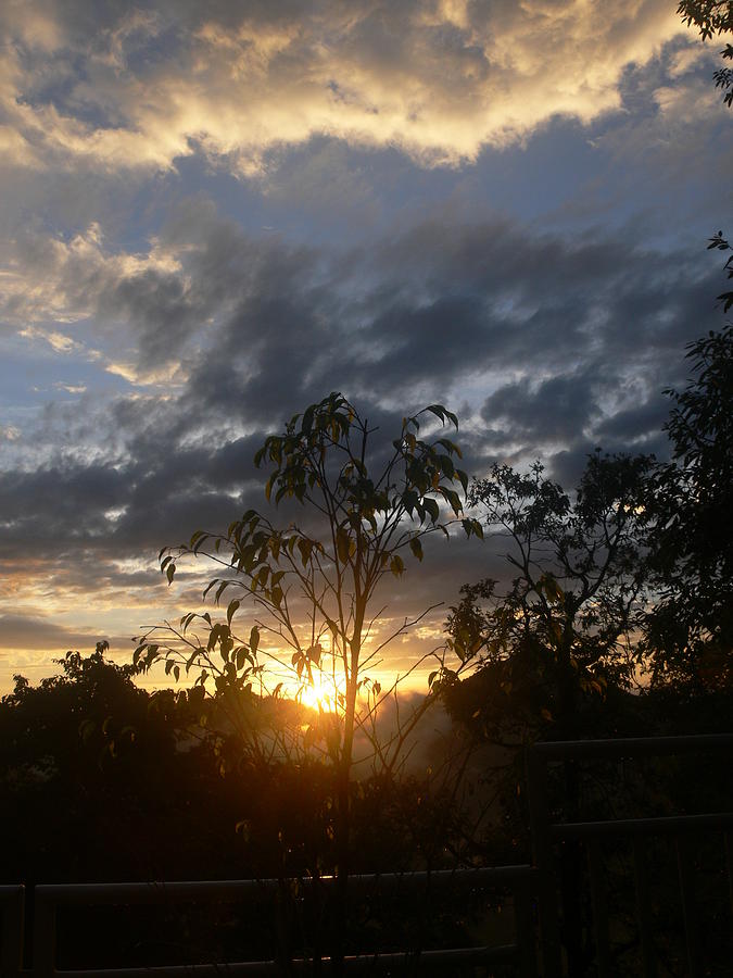 Sunset Leaves 6a Photograph by Padamvir Singh