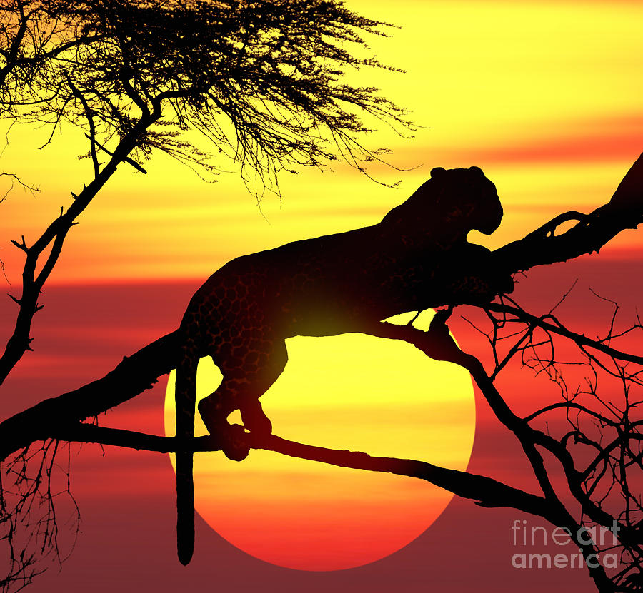 Sunset Photograph - Sunset Leopard by Warren Photographic